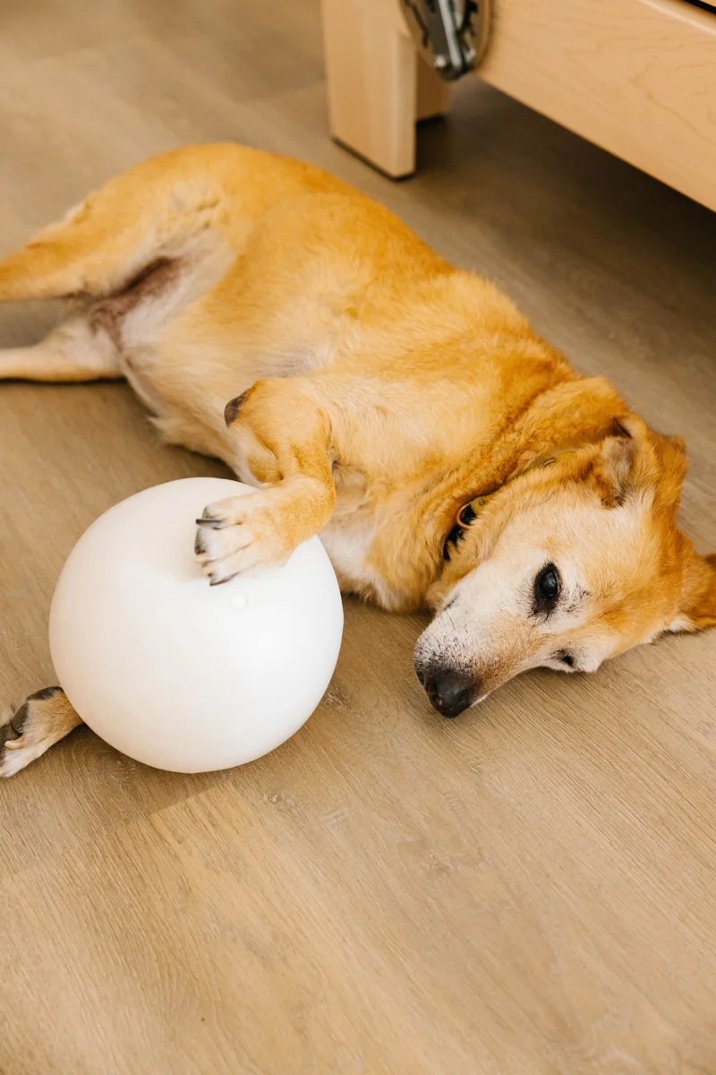 Ella, our 13-year-old Chief Happiness Officer, resting at the studio